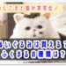 おじさまと猫,ふくまる